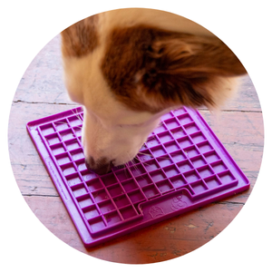 Hund von oben mit Lickimat Playdate