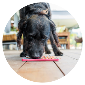 Hund frisst von Schleckmatte