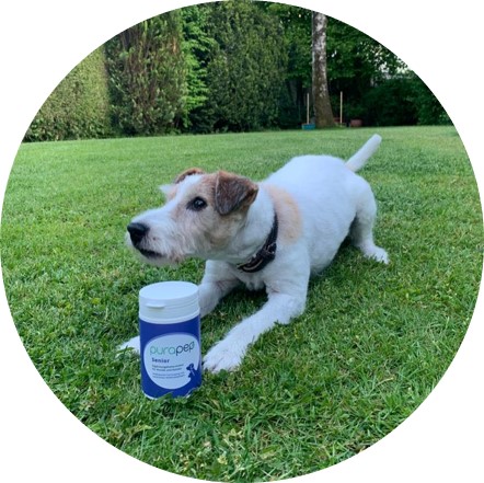 Hund liegt in Wiese mit purapep Senior