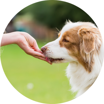 Australian Shepherd erh&auml;lt Leckerli aus einer Hand