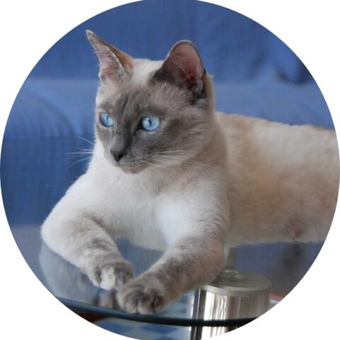 Katze liegt auf Glastisch