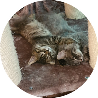 Zwei Katzen kuscheln auf Katzenbaum