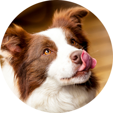 wei&szlig; brauner Hund schleckt sich &uuml;ber Schnauze 