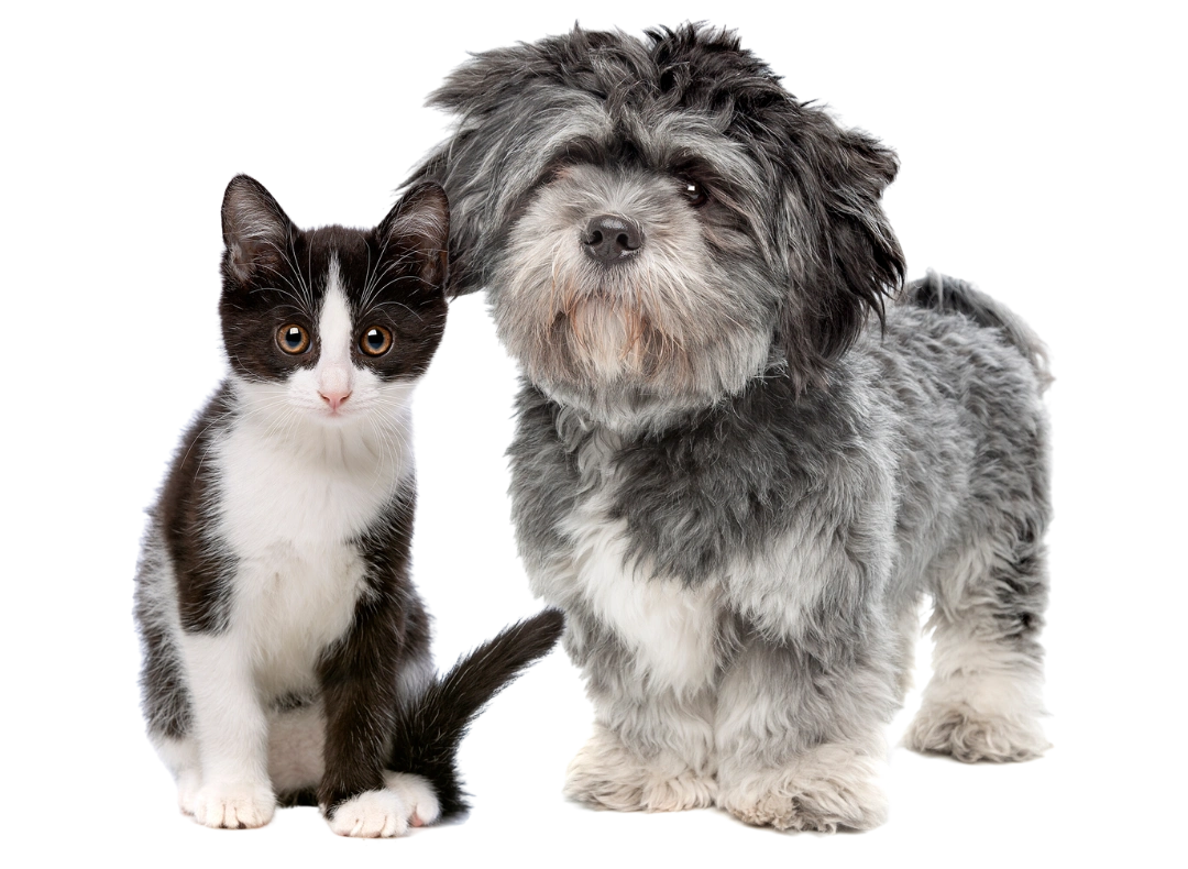 Hund Katze mit purapep Produkten